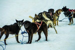 Alaska cruise activities - dog sled Alaska cruise activities - dog sled