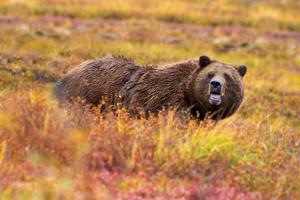 Alaska cruise activities - wildlife watching Alaska cruise activities - wildlife watching