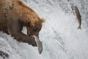 Alaska cruise highlights - Katmai Alaska cruise highlights - Katmai