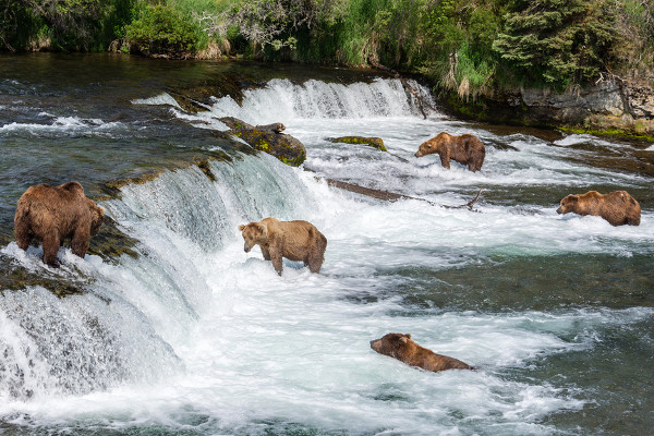 Alaska cruise itineraries - katmai Alaska cruise itineraries - katmai