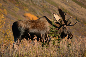 Alaska cruise wildlife - moose Alaska cruise wildlife - moose