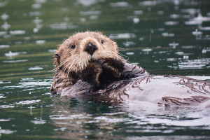 Alaska cruise wildlife - sea otter Alaska cruise wildlife - sea otter