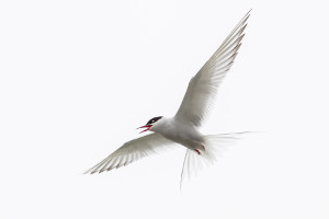 North Pole cruise - wildlife - arctic tern North Pole cruise - wildlife - arctic tern