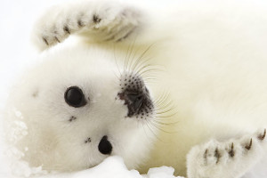 North Pole cruise - wildlife - seal North Pole cruise - wildlife - seal