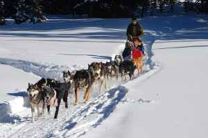 Northern Lights cruise highlights -dog sled Northern Lights cruise highlights -dog sled