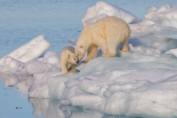 Northern Lights cruise svalbard Northern Lights cruise svalbard