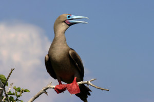 South America cruise activites - bird watching South America cruise activites - bird watching