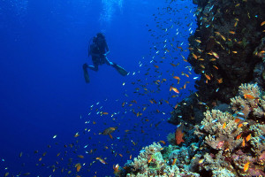 South America cruise activites - diving South America cruise activites - diving
