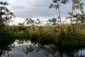 South America cruise highlights - Yasuni National Park South America cruise highlights - Yasuni National Park