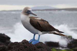 South America cruise wildlife - booby South America cruise wildlife - booby