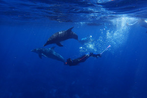 South America cruise wildlife - dolphins South America cruise wildlife - dolphins