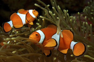 South America cruise wildlife - fish South America cruise wildlife - fish