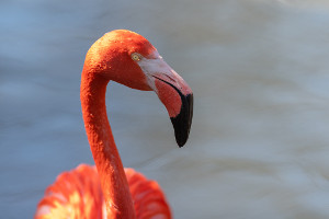 South America cruise wildlife - flamingo South America cruise wildlife - flamingo