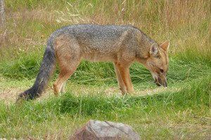 South America cruise wildlife - fox South America cruise wildlife - fox