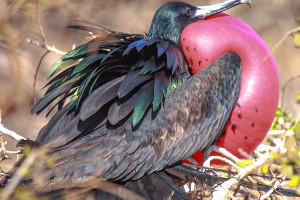 South America cruise wildlife - frigatebird South America cruise wildlife - frigatebird