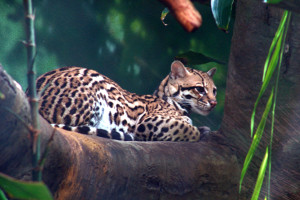 South America cruise wildlife - ocelot South America cruise wildlife - ocelot