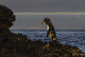 South America cruise wildlife - penguin South America cruise wildlife - penguin