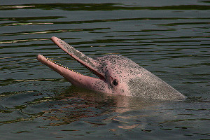 South America cruise wildlife - pink dolphin South America cruise wildlife - pink dolphin