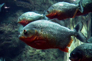 South America cruise wildlife - piranha South America cruise wildlife - piranha