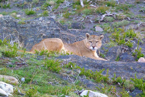 South America cruise wildlife - puma South America cruise wildlife - puma