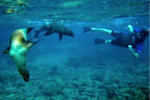 South America cruise wildlife - seals South America cruise wildlife - seals