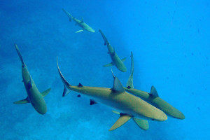 South America cruise wildlife - sharks South America cruise wildlife - sharks