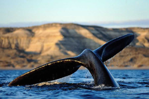 South America cruise wildlife - whale, patagonia South America cruise wildlife - whale, patagonia