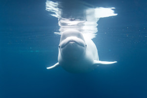 best-places-to-see-arctic-wildlife-beluga arctic wildlife beluga
