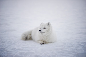 best-places-to-see-arctic-wildlife-fox arctic-wildlife-fox
