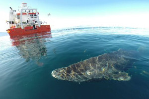 best-places-to-see-arctic-wildlife-greenland-shark best-places-to-see-arctic-wildlife-greenland-shark