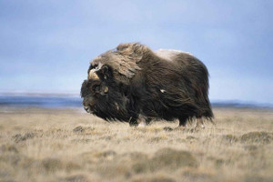 best-places-to-see-arctic-wildlife-musk-ox