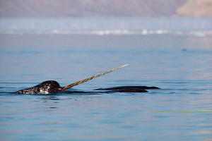 best-places-to-see-arctic-wildlife-narwal arctic wildlife narwal