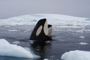 best-places-to-see-arctic-wildlife-orca arctic wildlife orca
