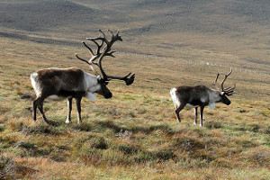 best-places-to-see-arctic-wildlife-reindeer