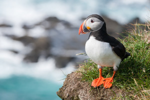 best-places-to-see-arctic-wildlife-seabirds arctic-wildlife-seabirds