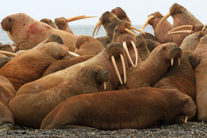 best-places-to-see-arctic-wildlife-walrus arctic-wildlife-walrus