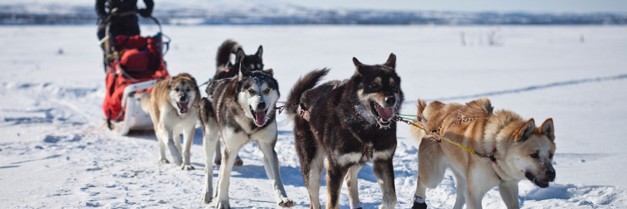 best-things-to-do-in-the-Arctic-dog-sledding best-things-to-do-in-the-Arctic-dog-sledding