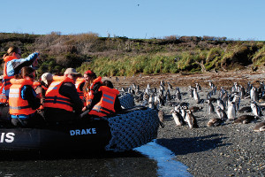 Patagonia cruise activites - wildlife watching Patagonia cruise activites - wildlife watching