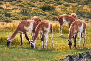 Patagonia cruise wildlife - Guanaco Patagonia cruise wildlife - Guanaco