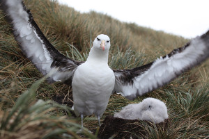 Patagonia cruise wildlife - albatross Patagonia cruise wildlife - albatross