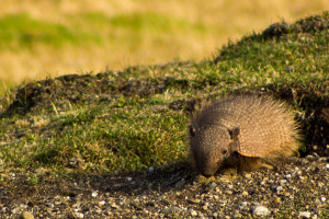 Patagonia cruise wildlife - armadillo Patagonia cruise wildlife - armadillo