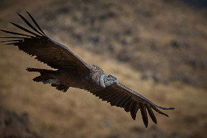 Patagonia cruise wildlife - condor Patagonia cruise wildlife - condor