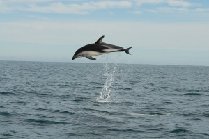 Patagonia cruise wildlife - dolphins Patagonia cruise wildlife - dolphins