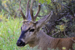 Patagonia cruise wildlife - huemel deer Patagonia cruise wildlife - huemel deer