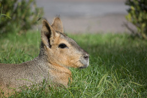Patagonia cruise wildlife - mara Patagonia cruise wildlife - mara
