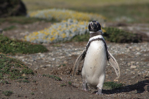 Patagonia cruise wildlife - penguin Patagonia cruise wildlife - penguin