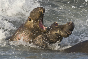 Patagonia cruise wildlife - seals Patagonia cruise wildlife - seals
