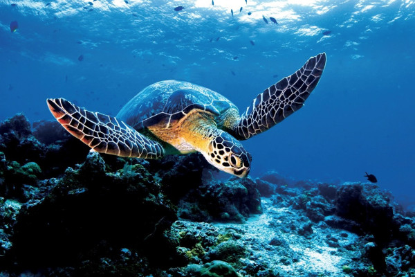 Tahiti cruise activites - diving Tahiti cruise activites - diving