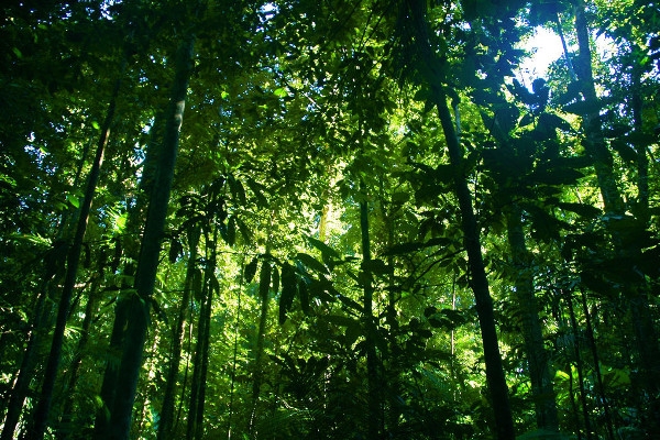 best time to visit the Amazon best time to visit the Amazon