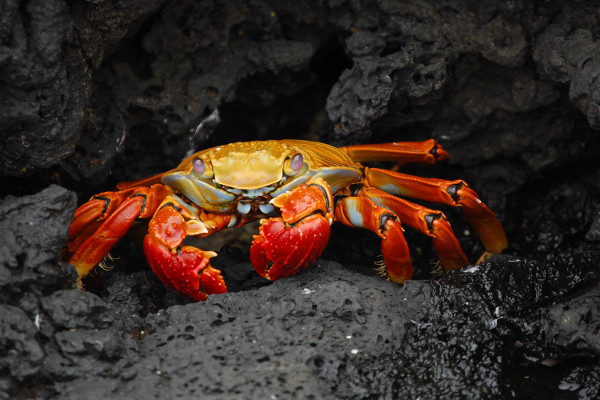 Galapagos islands facts - wildlife Galapagos islands facts - wildlife